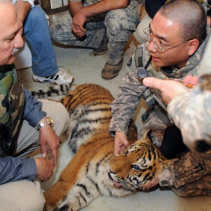Lions Among Ruins: The Revival of the Baghdad Zoo